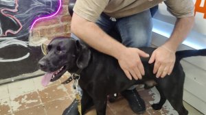 Калейдоскоп @ Моя Жизнь Кино @  Музей Псов