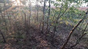 И СНОВА ПОХОД В ЛЕС РЫЖИКИ СЫРОЕЖКИ А ТАКЖЕ НАПАЛ НА КУЧКУ ОПЯТ