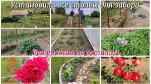 ВЛОГ. Установили все столбы для забора. Без урожая не остались. ЗАГОРОДНАЯ ЖИЗНЬ 🏠