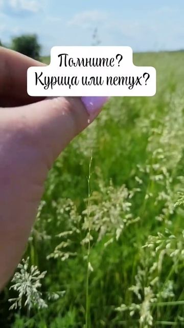 Курица или петух? Помните?