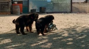 Стар и Ра показывают, какие они красивые