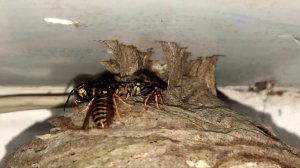 Осиное гнездо на проводе.