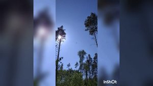 Природа Козий парк.Орел 2025г.