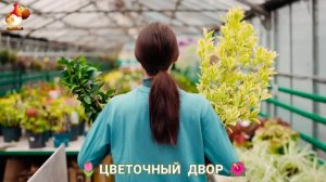 Цветы на участке и во дворе как красиво посадить фото идеи для вдохновения (56)
