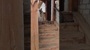 Вербуся учит свою малышку не бояться Бакса 🏡🐶❤️😻🐈