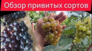 Состояние столовых сортов винограда в начале сентября.