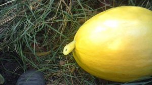 Обзор: Тыква сорта "Голиаф" похожа на "солнечную каплю"