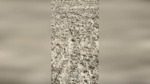 Идеальное закрытие влаги возможно? Борона ротационная кольцевая БРК завода Агроиндустрия в работе.