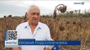 Более половины площадей подсолнечника убрали в Краснодарском крае