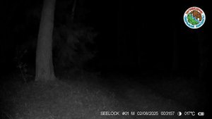 02.08.2025.Летучая мышь.Заповедник Большая Кокшага.Рукокрылая в ночное время кружится возле фотолову