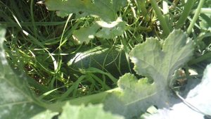 Обзор нашего второго кабачкового растения