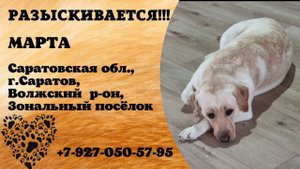 Пропала собака! МАРТА. Саратовская обл., г.Саратов, п.Зональный.
