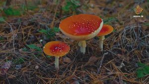 Гөмбәләр| Гаҗәеп дөнья серләре. Үсемлекләр дөньясы