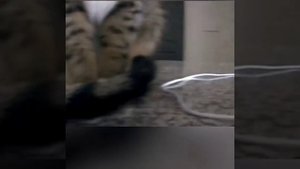 В Сети набрала популярность камера видеонаблюдения с динамиком и реакция котов на звук