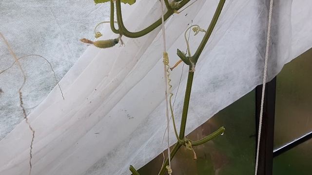 Дела в теплице