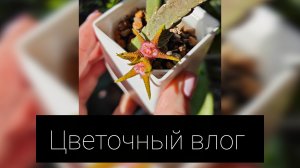 цветочный влог