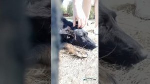 Леди ждут своих героев