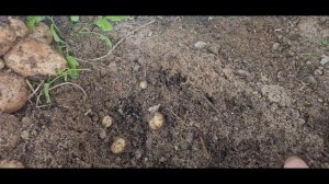 Картошка в опилках: что выросло из этого безумия?