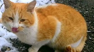 Накормила Голодных Котиков.