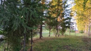 березы в деревне, деревенский вечер