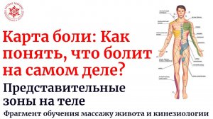 Карта боли: Как понять, что болит на самом деле? Представительные зоны внутренних органов на теле
