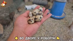 Содержание кур в домашних условиях и других птиц во дворе у Роберта 🐣🐤🦆🐔🪿🦃 (215)
