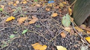 Осень рыжих лесных муравьёв 2025. Новый 4 муравейник "Перчаточный"