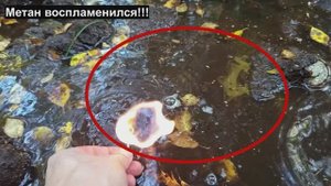 Пузыри болотного метана в Ленинградской области