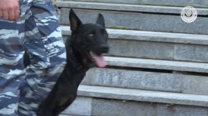 День города