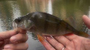 Стрит-фишинг. Отводной поводок. 2 дня на домашнем пруду. Поймал хозяина водоема 🐟