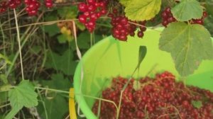 Сайыҥҥы уһуктуу