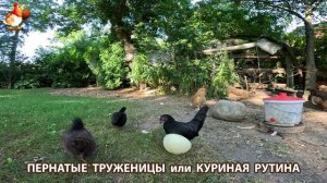 Куры несушки свободного выгула и их обычная куриная рутина – эпизод (683)
