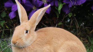 Помп показал Дуню (кролэк)