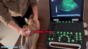 HSVET BN100 Ветеринар использует ноутбук для ультразвукового исследования беременной собаки.