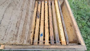 План подготовки пасеки к зиме. Первое сжатие гнёзд