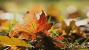 "ЗОЛОТО ОСЕНИ"  Шувалова Светлана