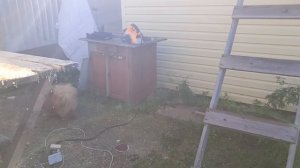 Наши хвостики на даче.