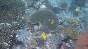 Forcipiger longirostris.
