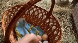 🐓🐓🐓🐓🪶🪶🪶