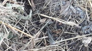 Дождевые черви наши помощники