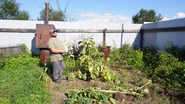 СОБИРАЮ МАЛЕНЬКИЙ УРОЖАЙ ПОДСОЛНУХА У НАС В СИБИРИ СЕМЕЧКИ КРУПНЫЕ И ВКУСНЫЕ