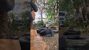 гуляли во дворе