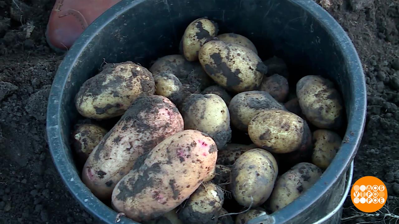 Здравствуй, милая картошка-тошка-тошка. Доброе утро. Фрагмент выпуска от 08.09.2025