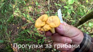 Прогулки за грибами.  Заглянул в березнячек. Белых нет. Но у подножия есть цыганки.