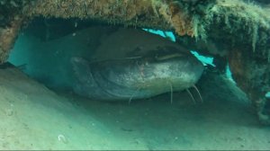 Гигантский сом под водой! Как выглядит самый большой сом под водой в момент клëва 🐠🐋🐟