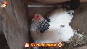 Куры Брама с лохматыми лапами прекрасные несушки (55)