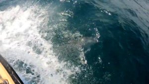 ДЕЛЬФИНЫ И МОРЕ! Красивое видео!