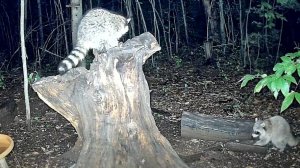 Еще три енота пришли к пеньку-кормушке перекусить