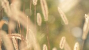 Колосья / футаж