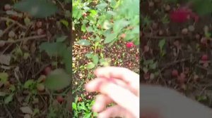 выполняю задания с другом от подписчиков.